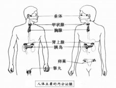 皮肤暗黄早衰 中医教你调理内分泌